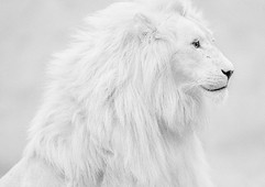 Лев белый